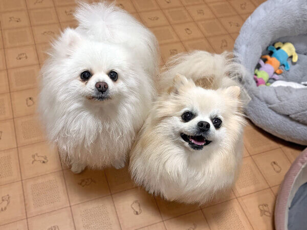 小型犬ポメラニアン×チワワペットホテル