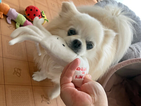 小型犬ポメラニアン×チワワペットホテル