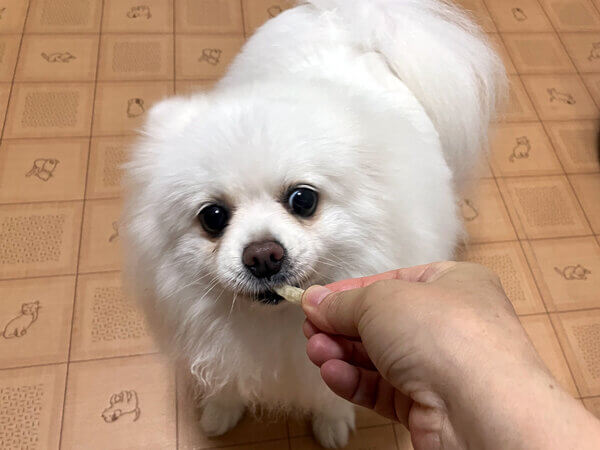 小型犬ポメラニアン×チワワペットホテル