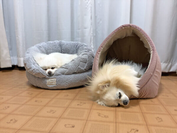 小型犬ポメラニアン×チワワペットホテル
