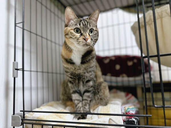 猫ペットシッター