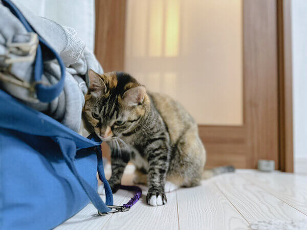 猫ペットシッター