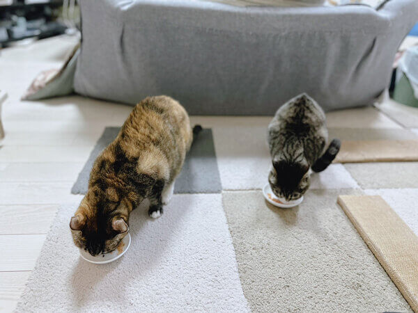 猫ペットシッター