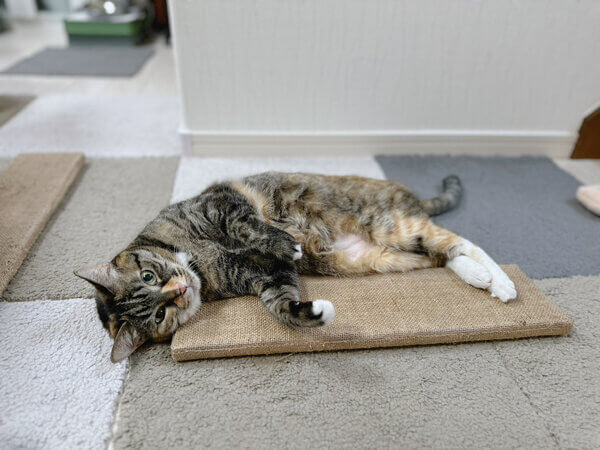 猫ペットシッター