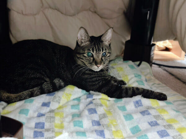 猫ペットシッター