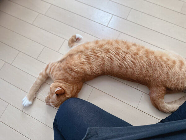 猫ペットシッター