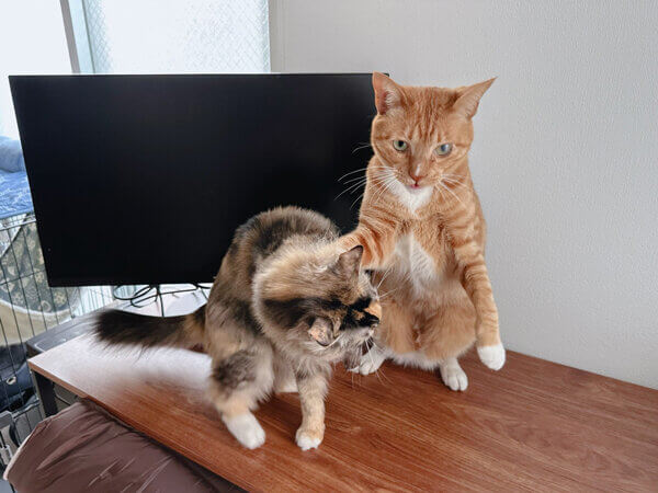 猫ペットシッター