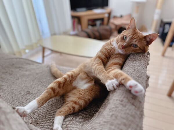 猫ペットシッター