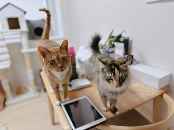 猫ペットシッター