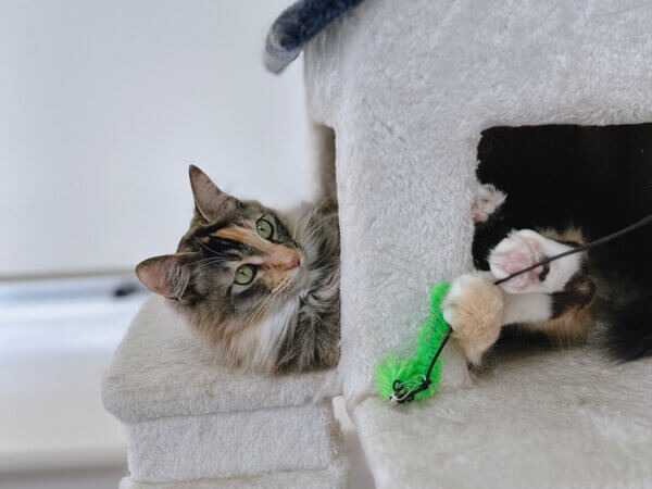 猫ペットシッター