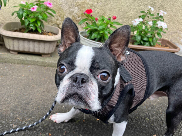 ボストンテリア犬ペットホテル