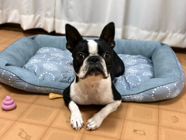 ボストンテリア犬ペットホテル