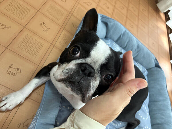 ボストンテリア犬ペットホテル
