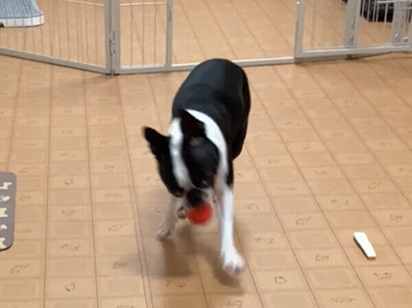 ボストンテリア犬ペットホテル