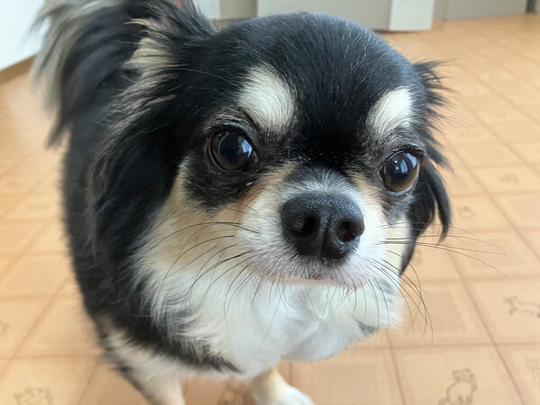 小型犬チワワ×マルチーズペットホテル