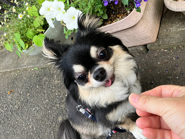 小型犬チワワ×マルチーズペットホテル