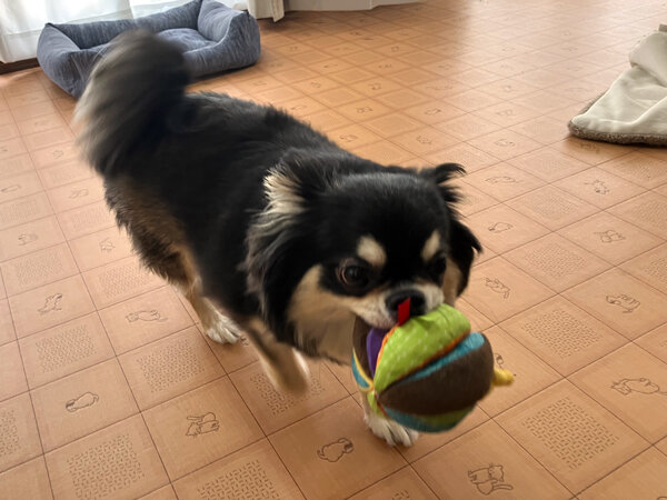 小型犬チワワ×マルチーズペットホテル