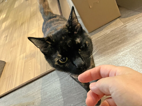 猫ペットシッター