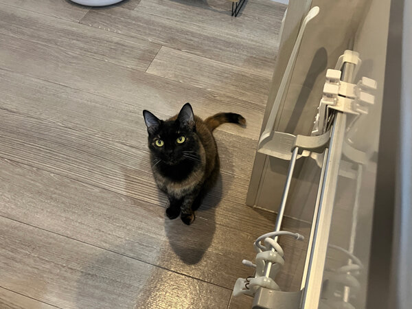 猫ペットシッター