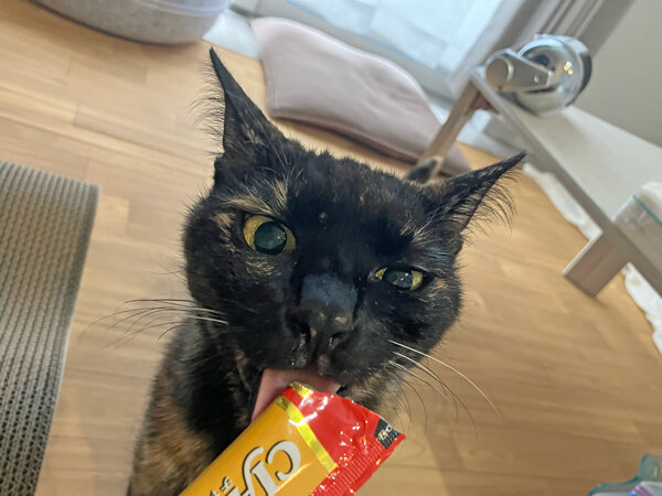 猫ペットシッター