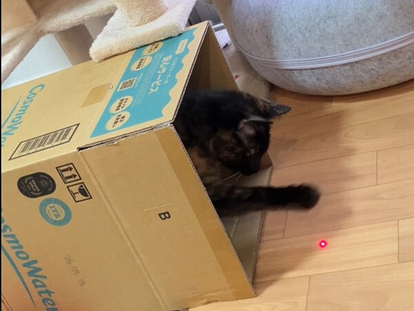 猫ペットシッター