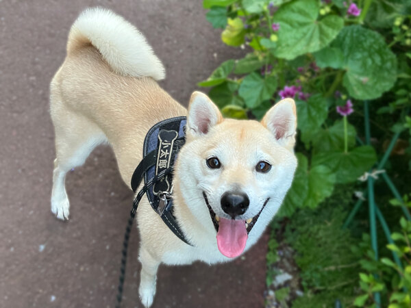 小型犬豆柴ペットシッター