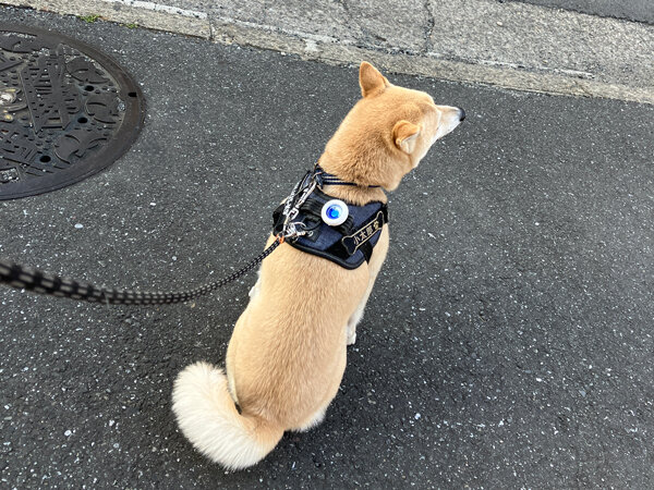 小型犬豆柴ペットシッター