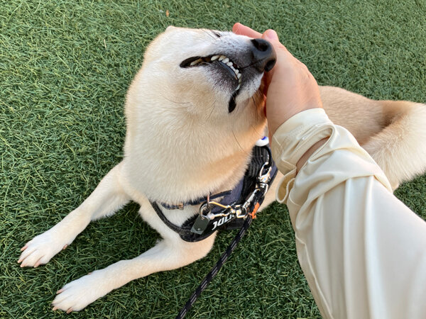 小型犬豆柴ペットシッター