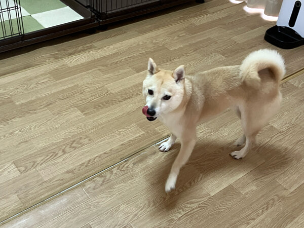 小型犬豆柴ペットシッター