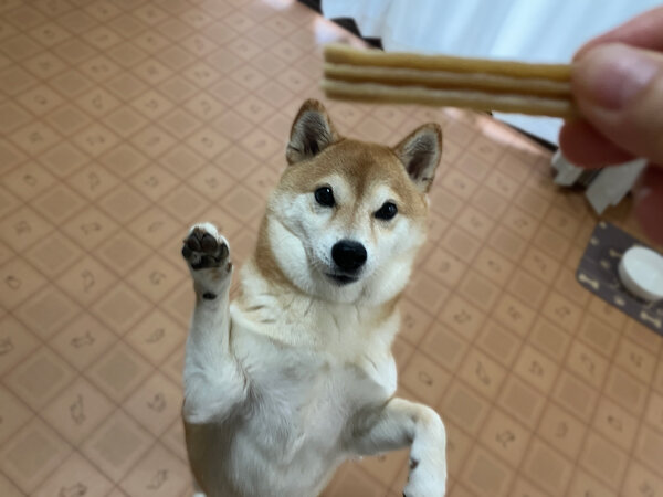 小型犬豆柴ペットホテル