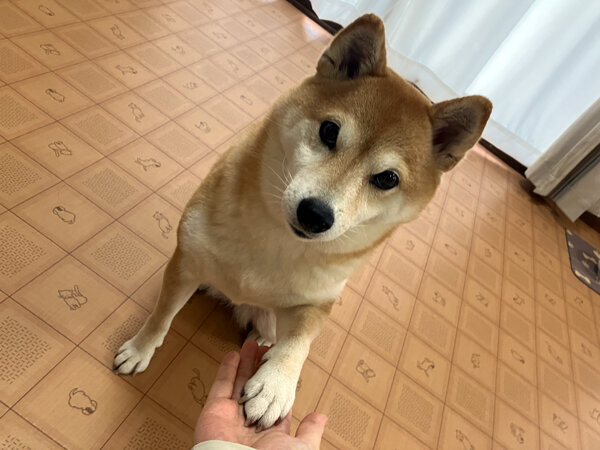小型犬豆柴ペットホテル
