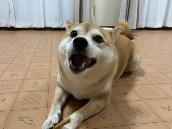 小型犬豆柴ペットホテル