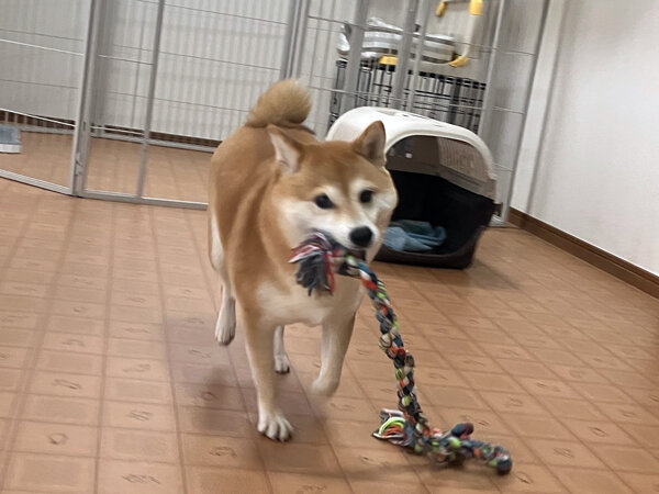 小型犬豆柴ペットホテル