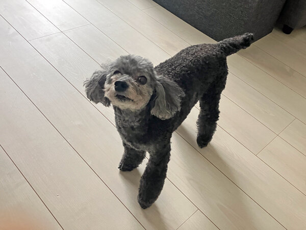 小型犬トイプードルペットシッター
