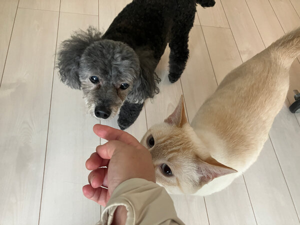 小型犬トイプードルペットシッター