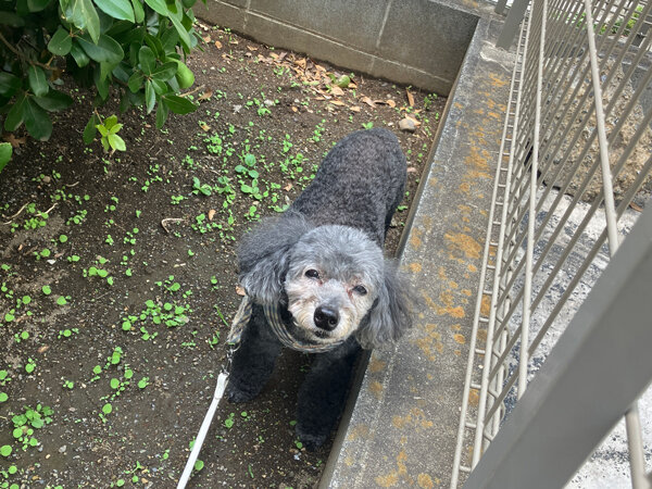 小型犬トイプードルペットシッター