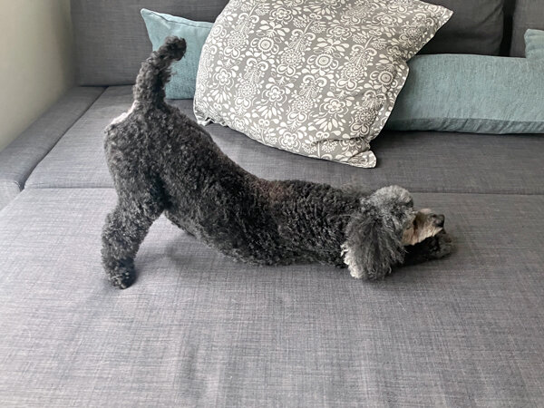 小型犬トイプードルペットシッター