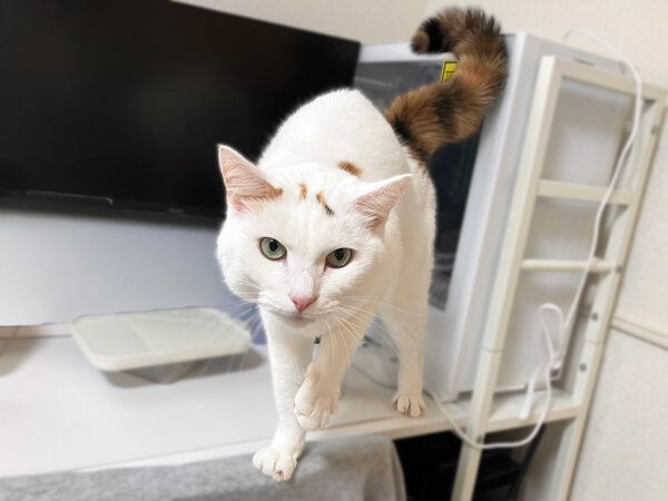 猫ペットシッター