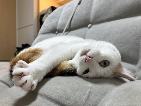 猫ペットシッター