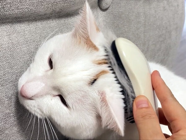 猫ペットシッター