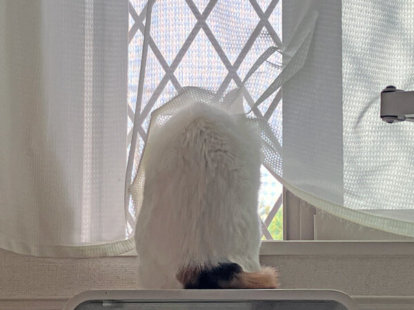 猫ペットシッター