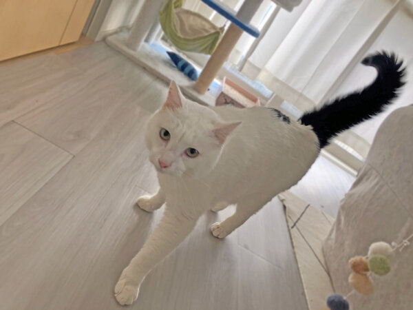 猫ペットシッター