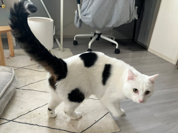 猫ペットシッター