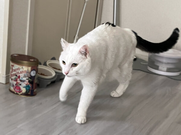 猫ペットシッター