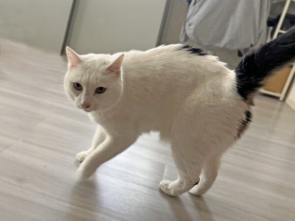 猫ペットシッター