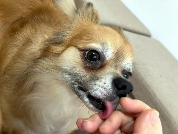 ポメチワペットホテル