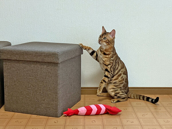 猫ベンガルペットホテル