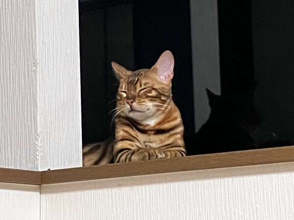 猫ベンガルペットホテル