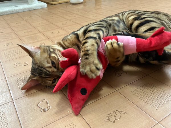 猫ベンガルペットホテル