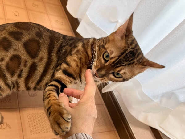 猫ベンガルペットホテル